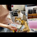 【那須の長楽寺】おねえちゃん、カレー作りを猫に相談。